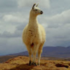 Meet your Posher, Alana